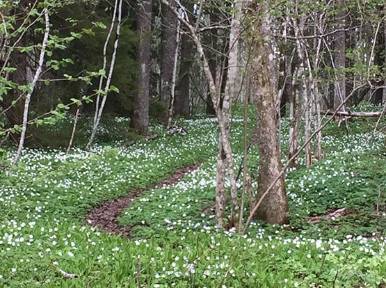 Sti i skogen